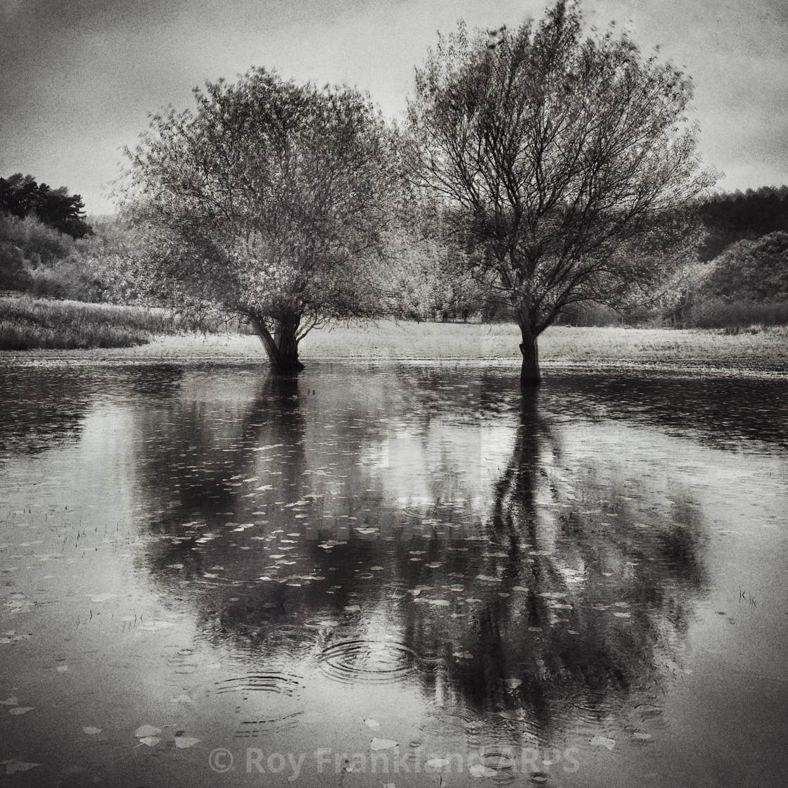 "Two trees in flooded field, mono" stock image