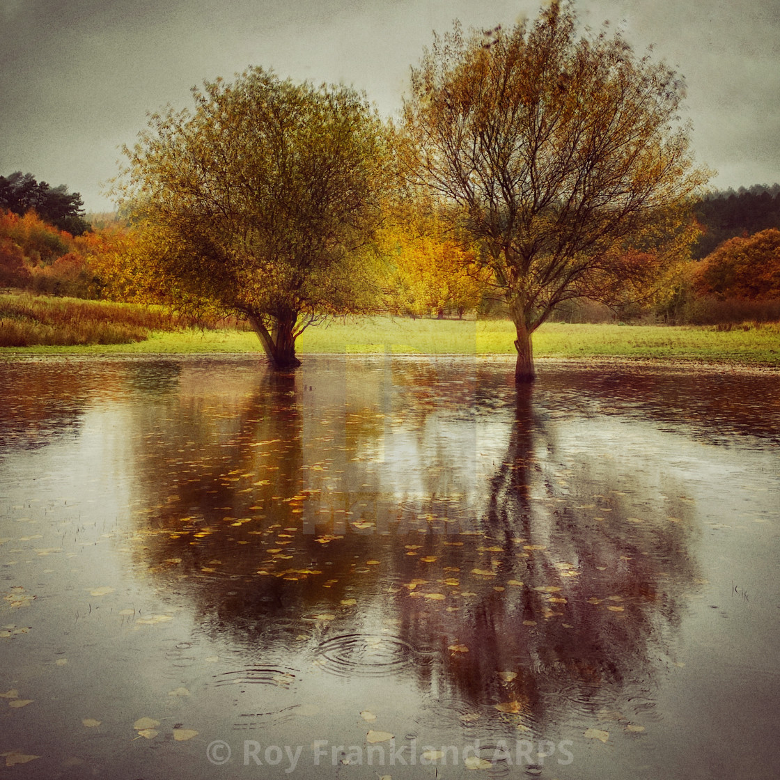 "Two trees in flooded field" stock image