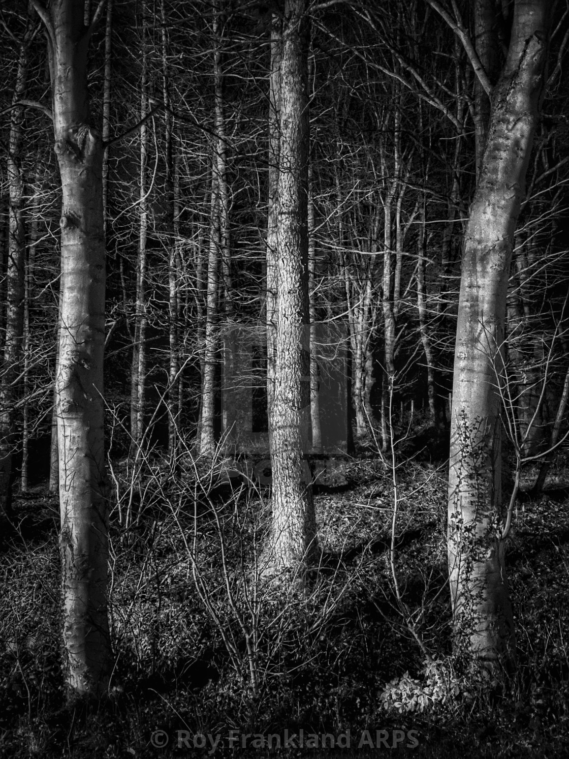 "Forest of trees at night" stock image