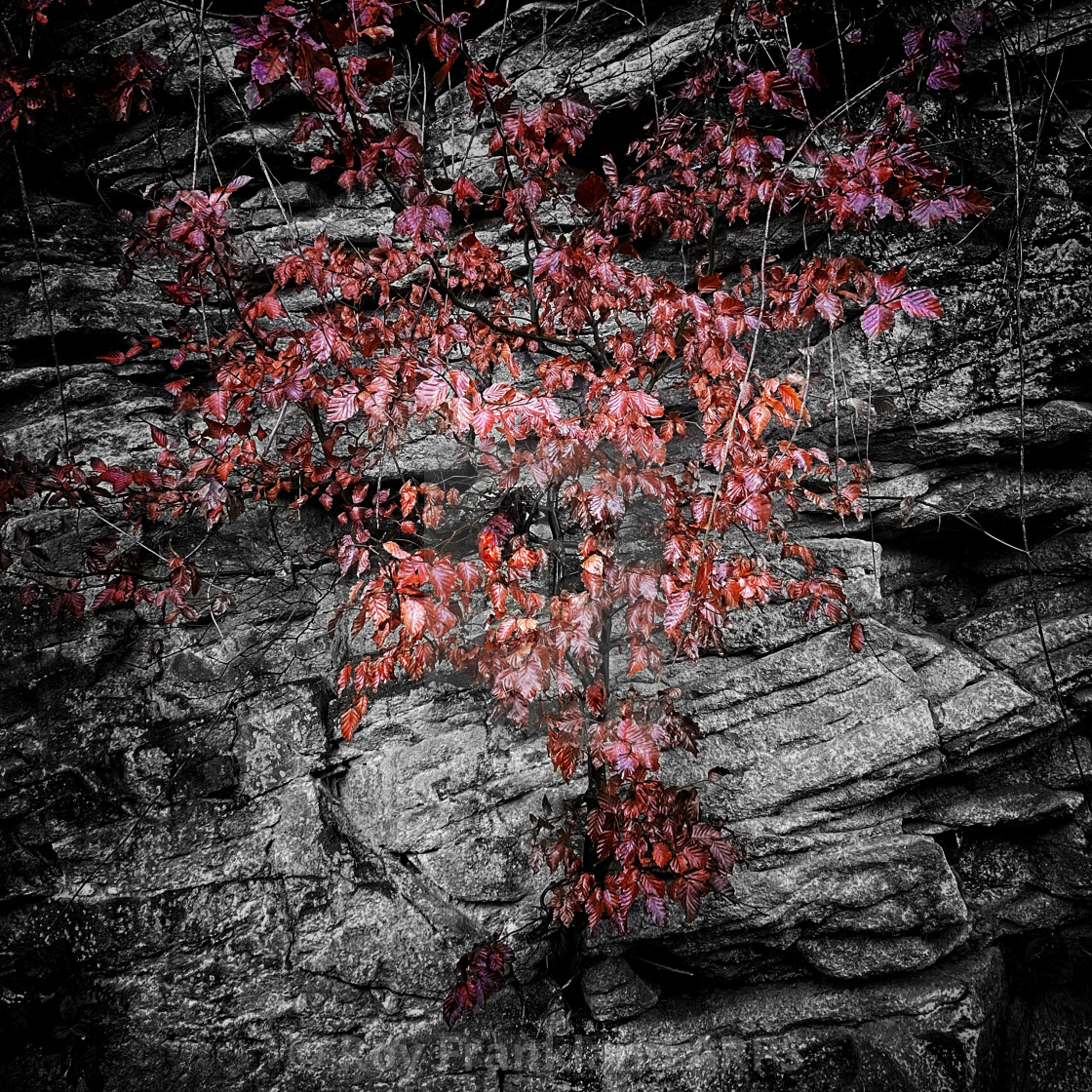 "Red leaves and rocks" stock image