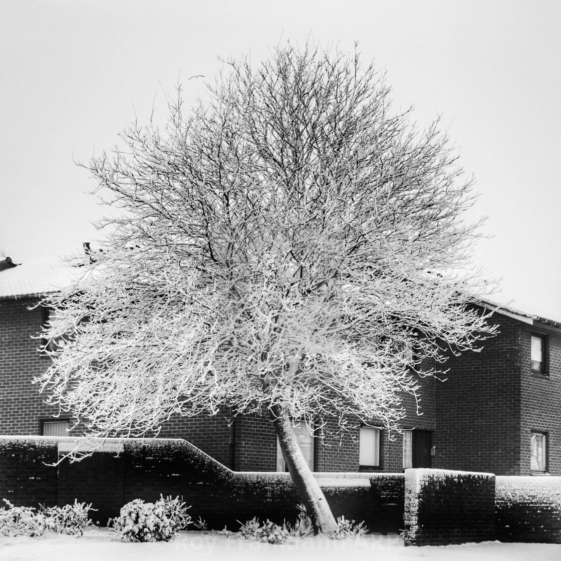 "Urban Frosty tree" stock image