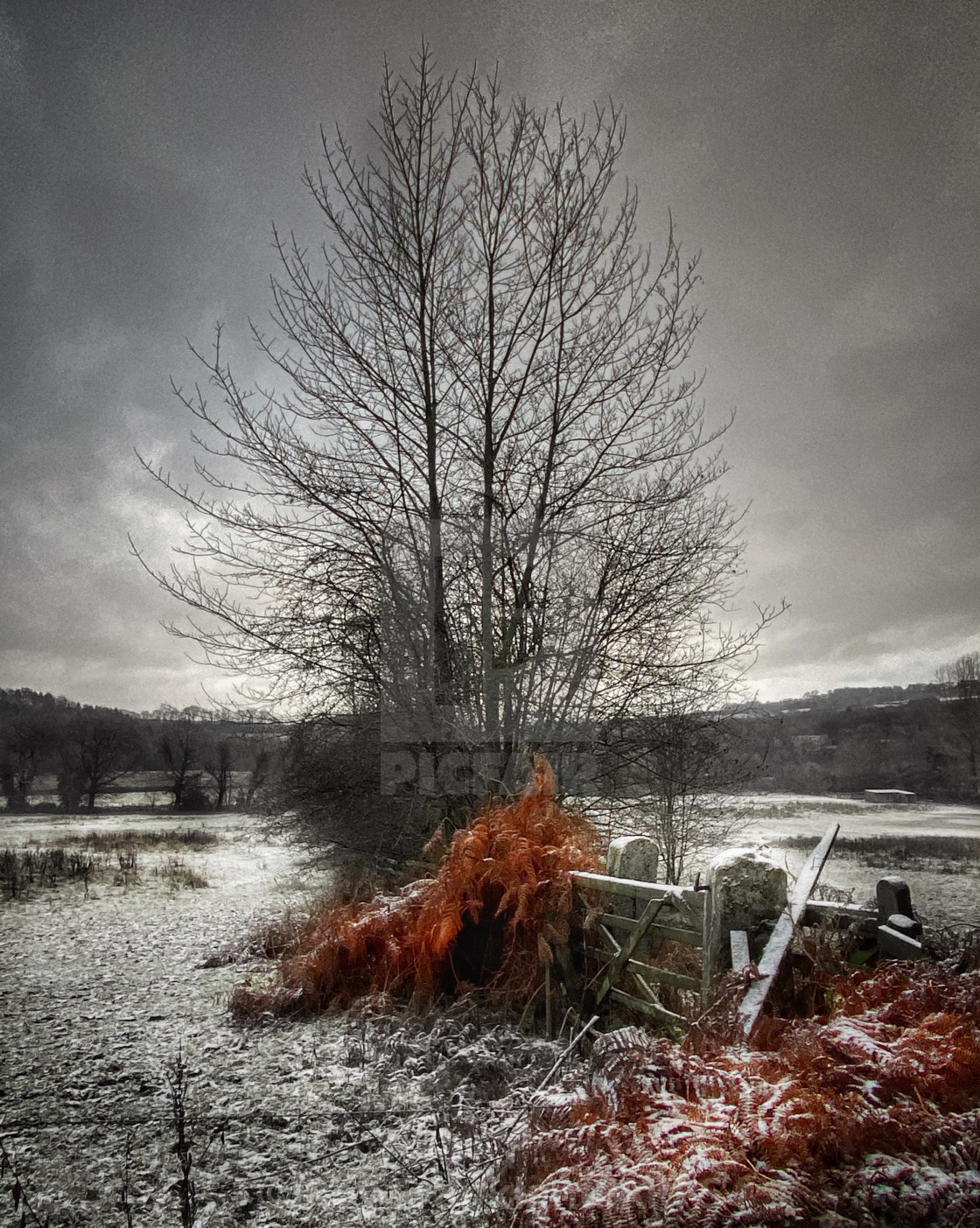 "Tree, gate and copper leaves" stock image