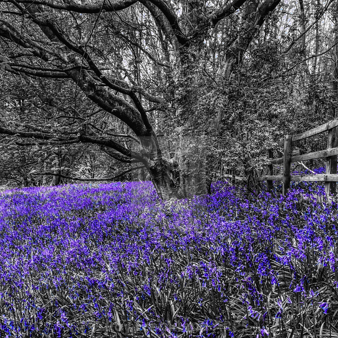 "Bluebell woods, selective colouring" stock image