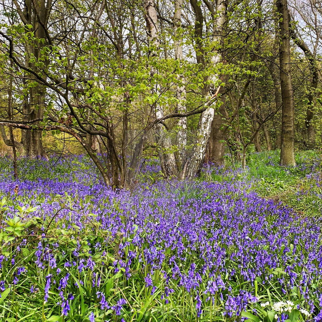 "Bluebell woods" stock image