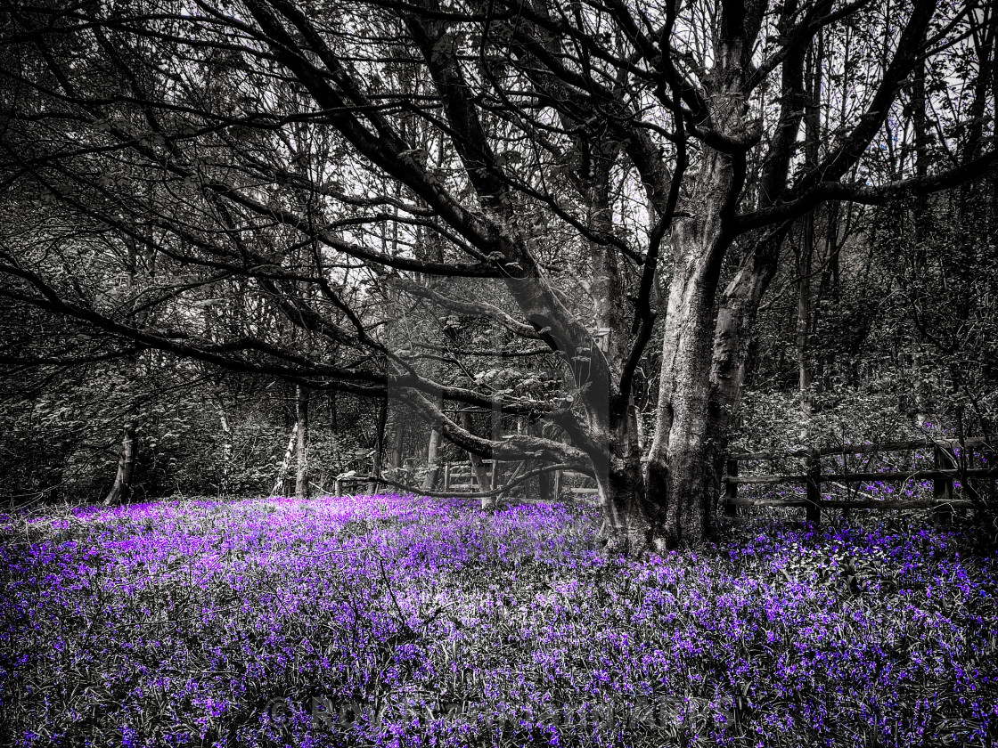 "Bluebell woods, selective colouring 6" stock image