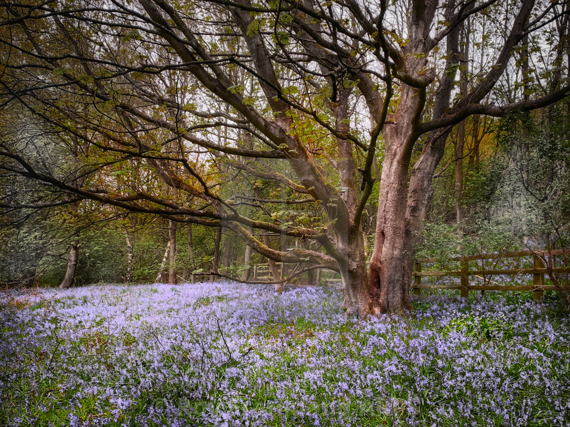 "Bluebell woods, alternate colour" stock image