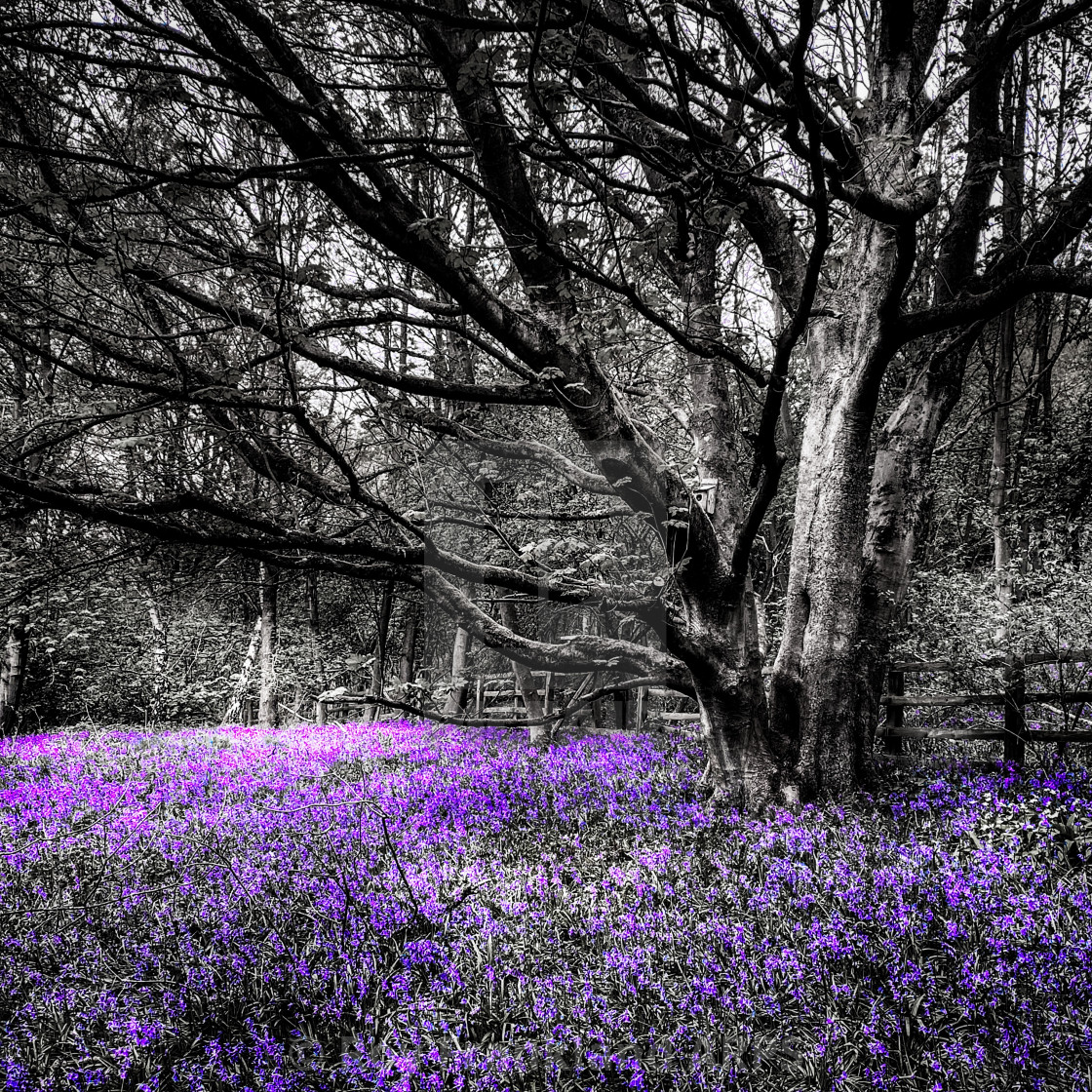 "Bluebell woods, selective colouring 3" stock image