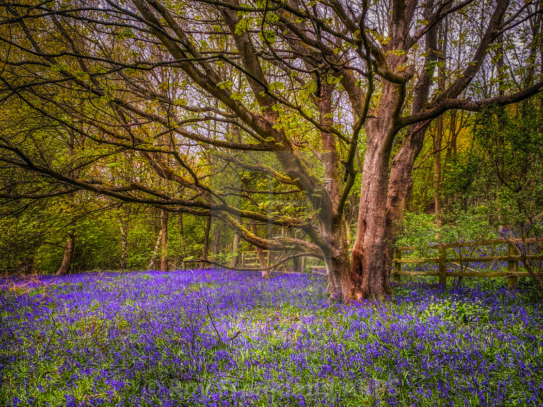 "Bluebell woods 3" stock image