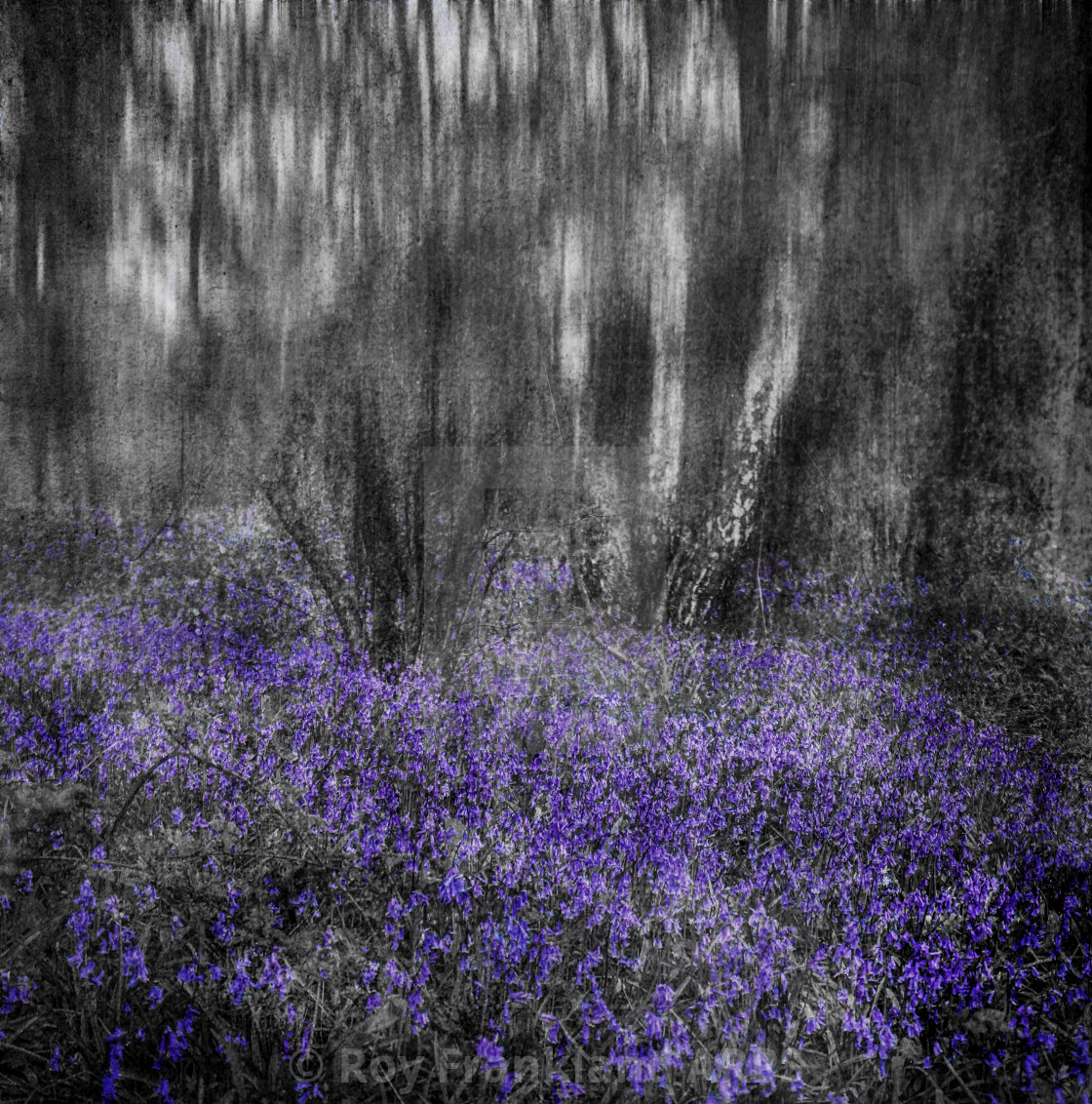 "Bluebell woods, selective colouring 4" stock image