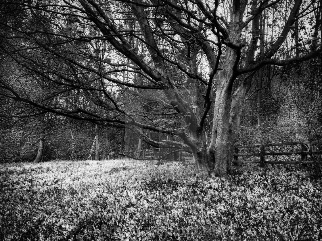 "Bluebell woods, mono 2" stock image