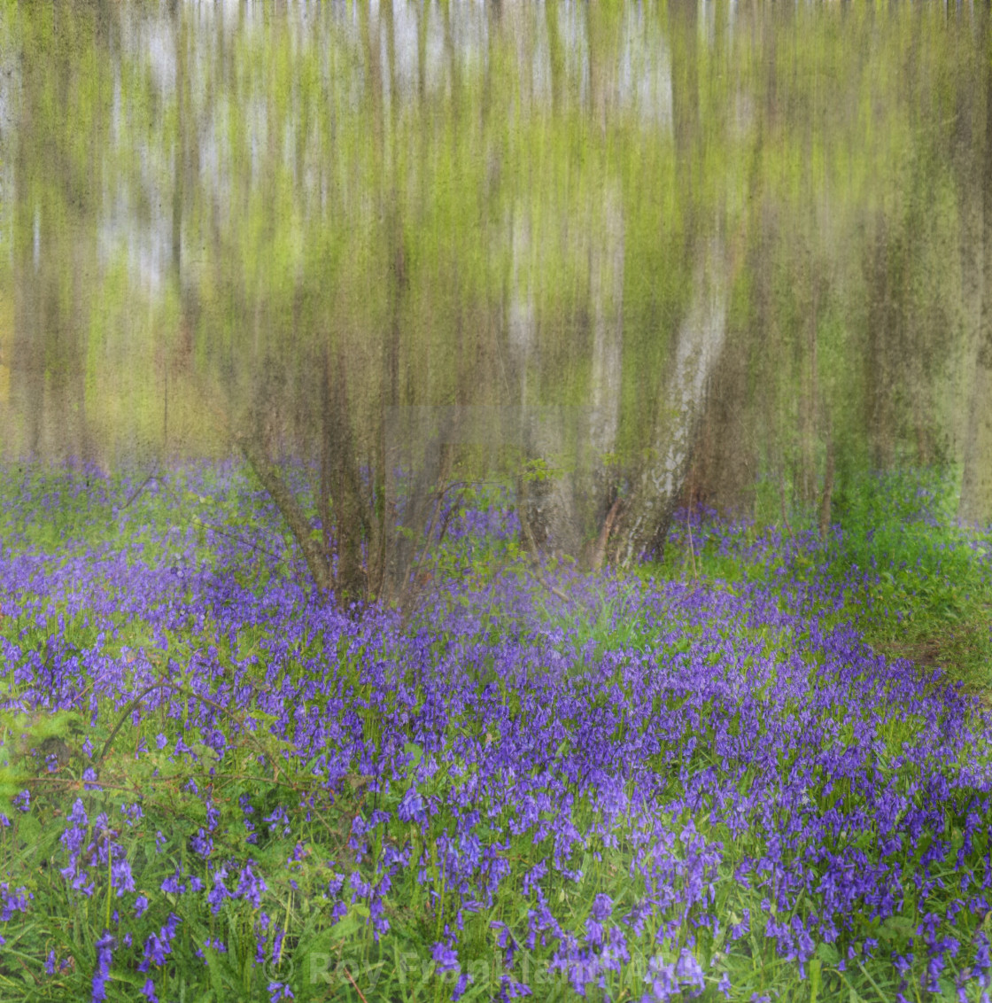 "Bluebell woods, impressionist" stock image