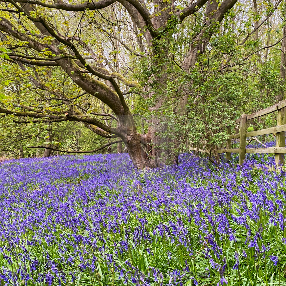 "Bluebell woods 2" stock image