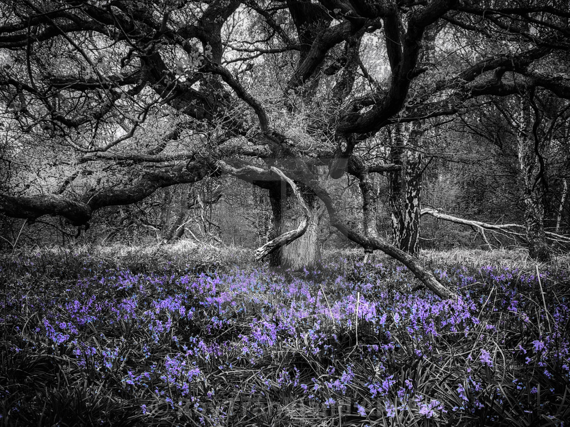 "Bluebell woods, selective colouring 5" stock image