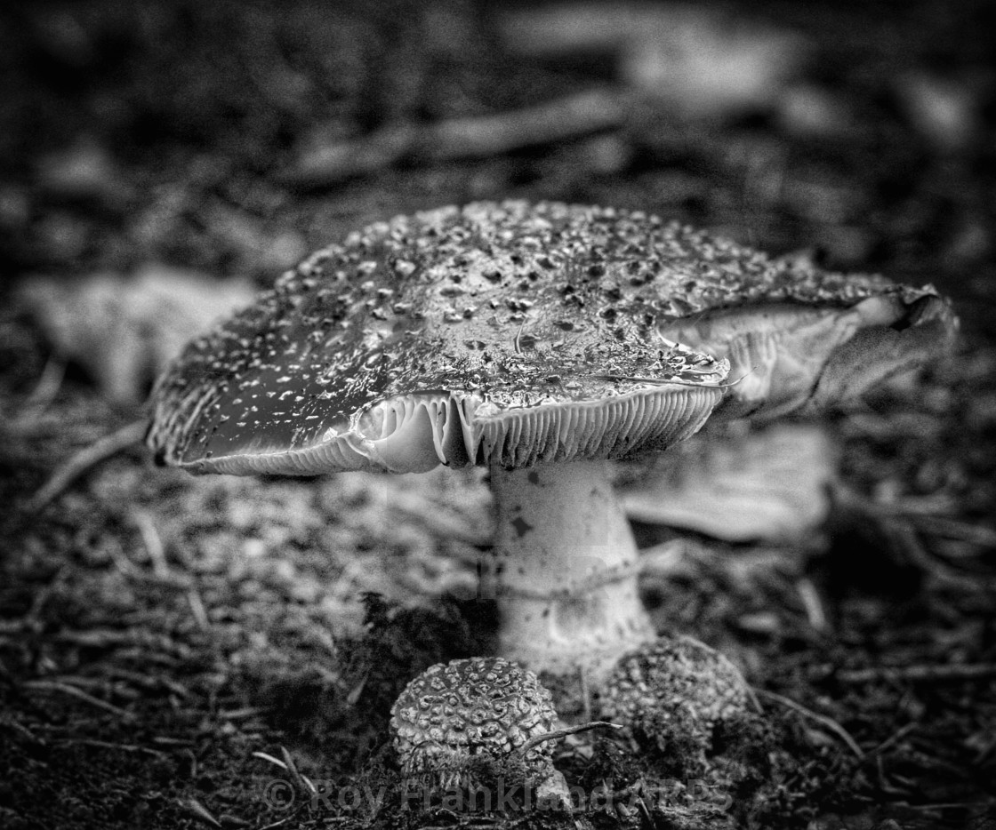 "Fly Agaric Fungi, mono" stock image