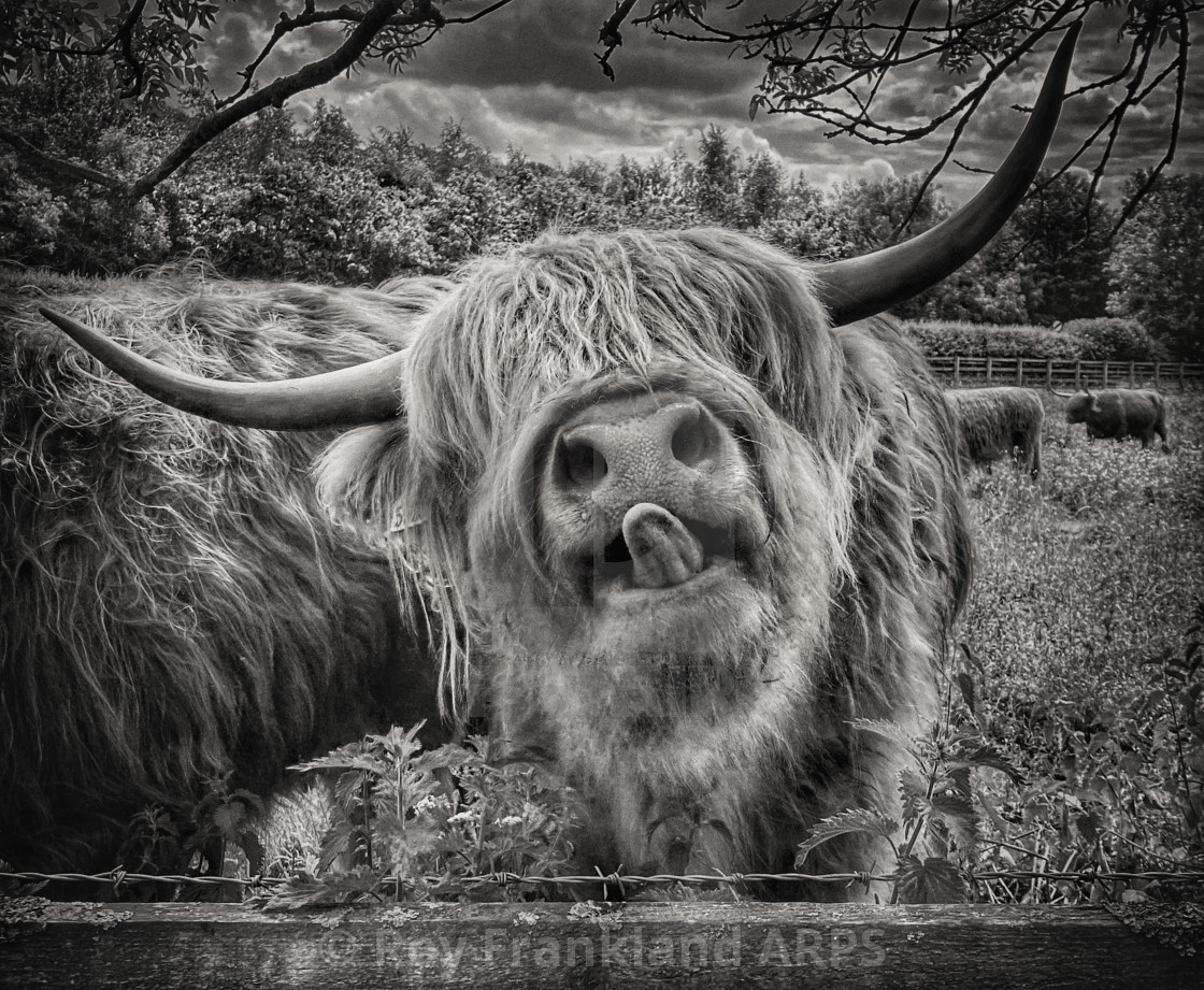 "Highland cow with tongue out, mono" stock image