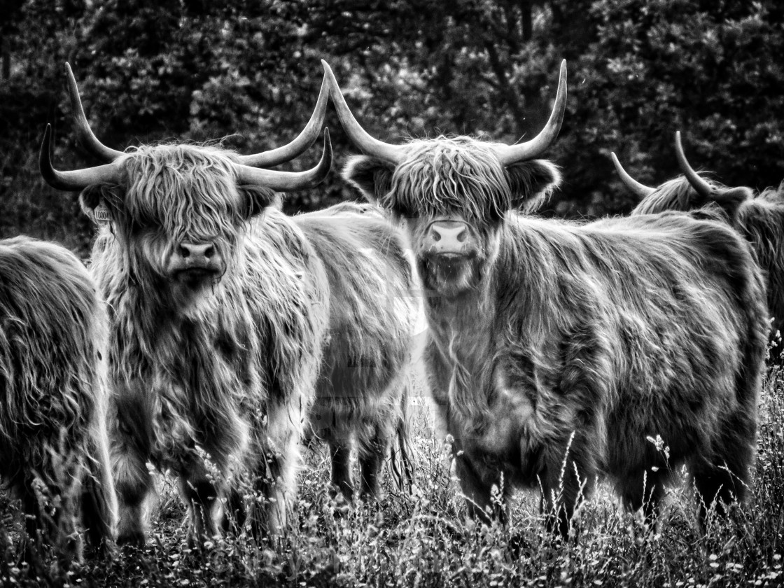 "Highland cattle, mono" by Roy Frankland ARPS - $18.43 "Highland cattle, mono" stock image