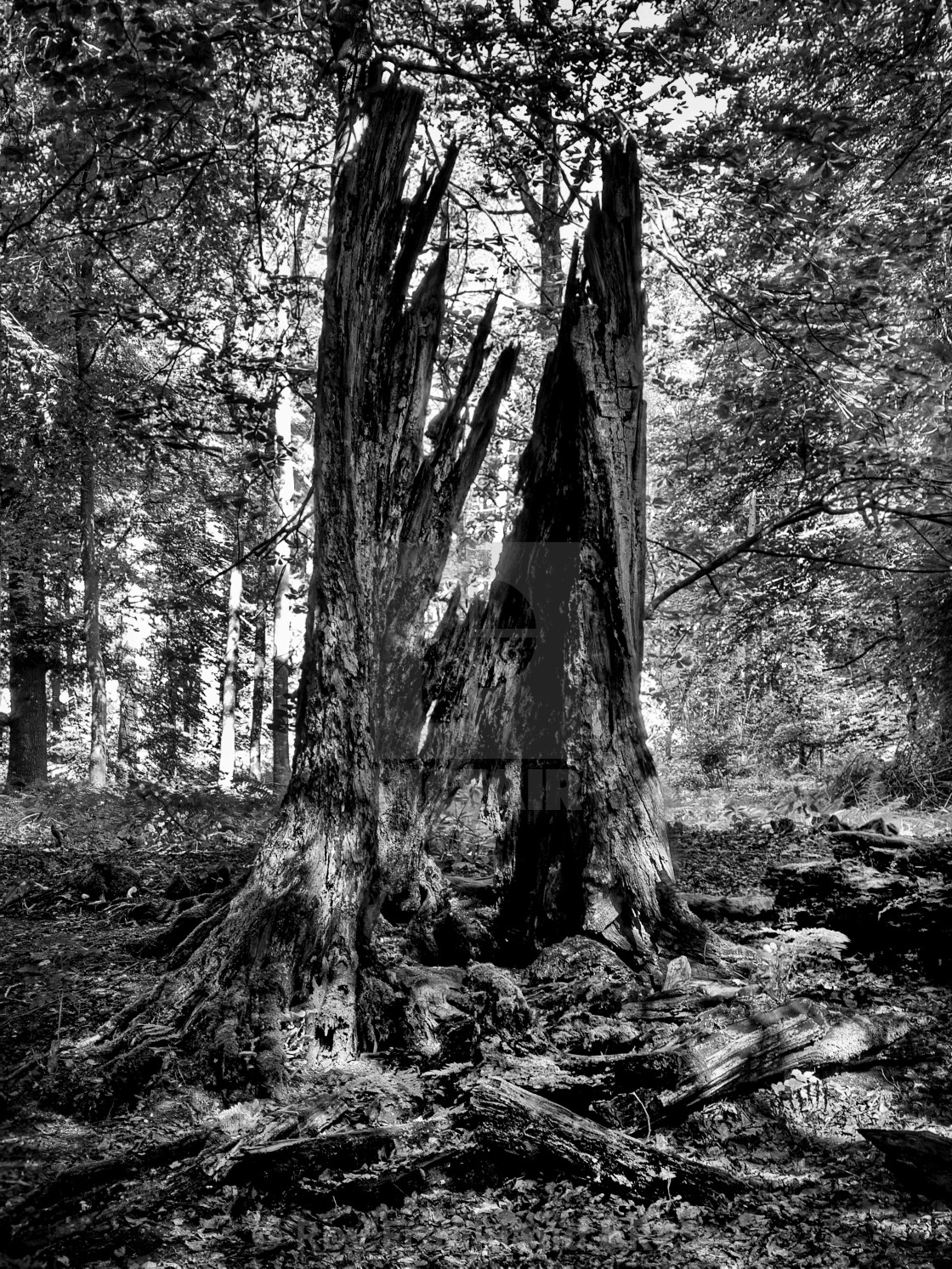 "Broken tree" stock image