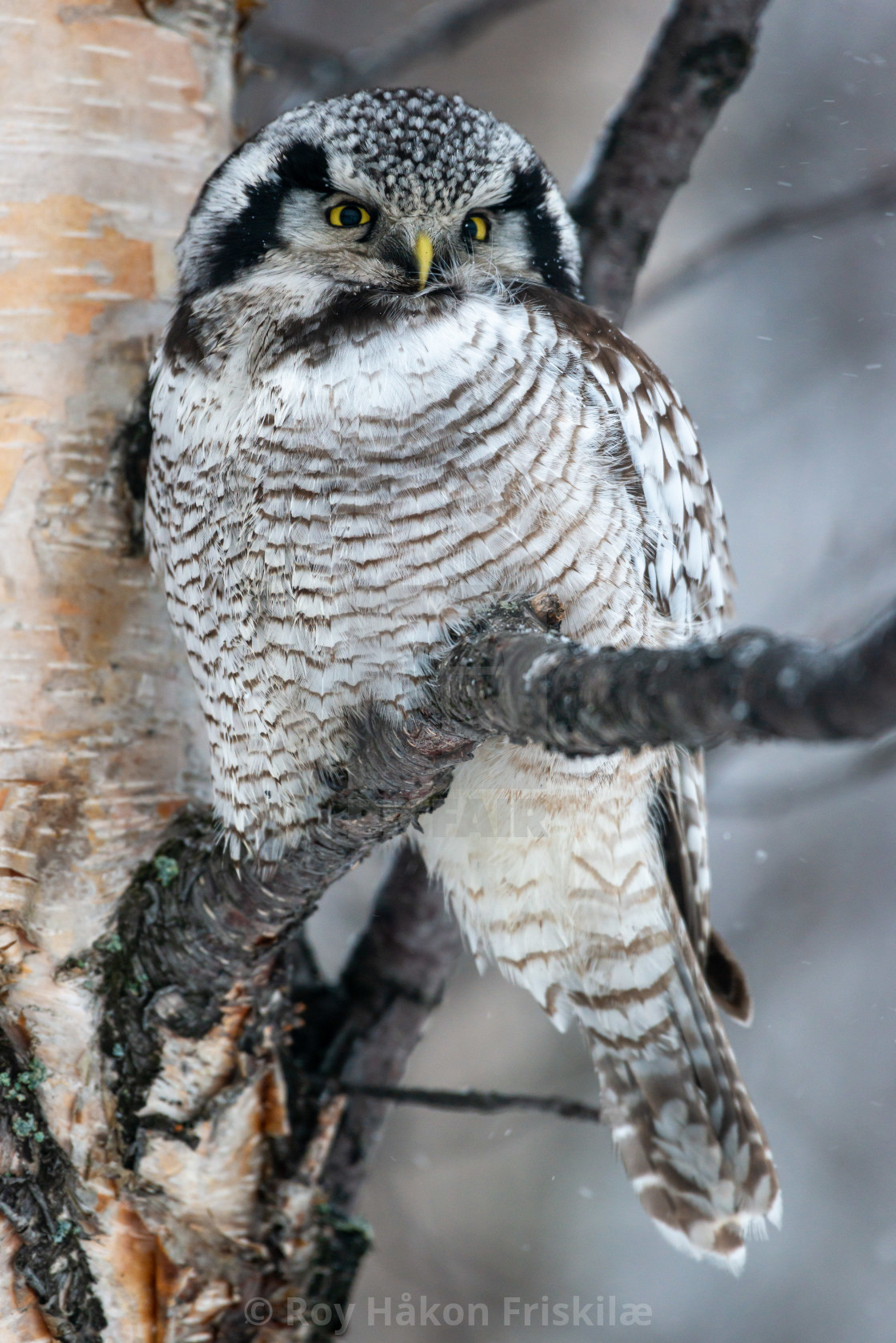 "A northern hawk owl" stock image