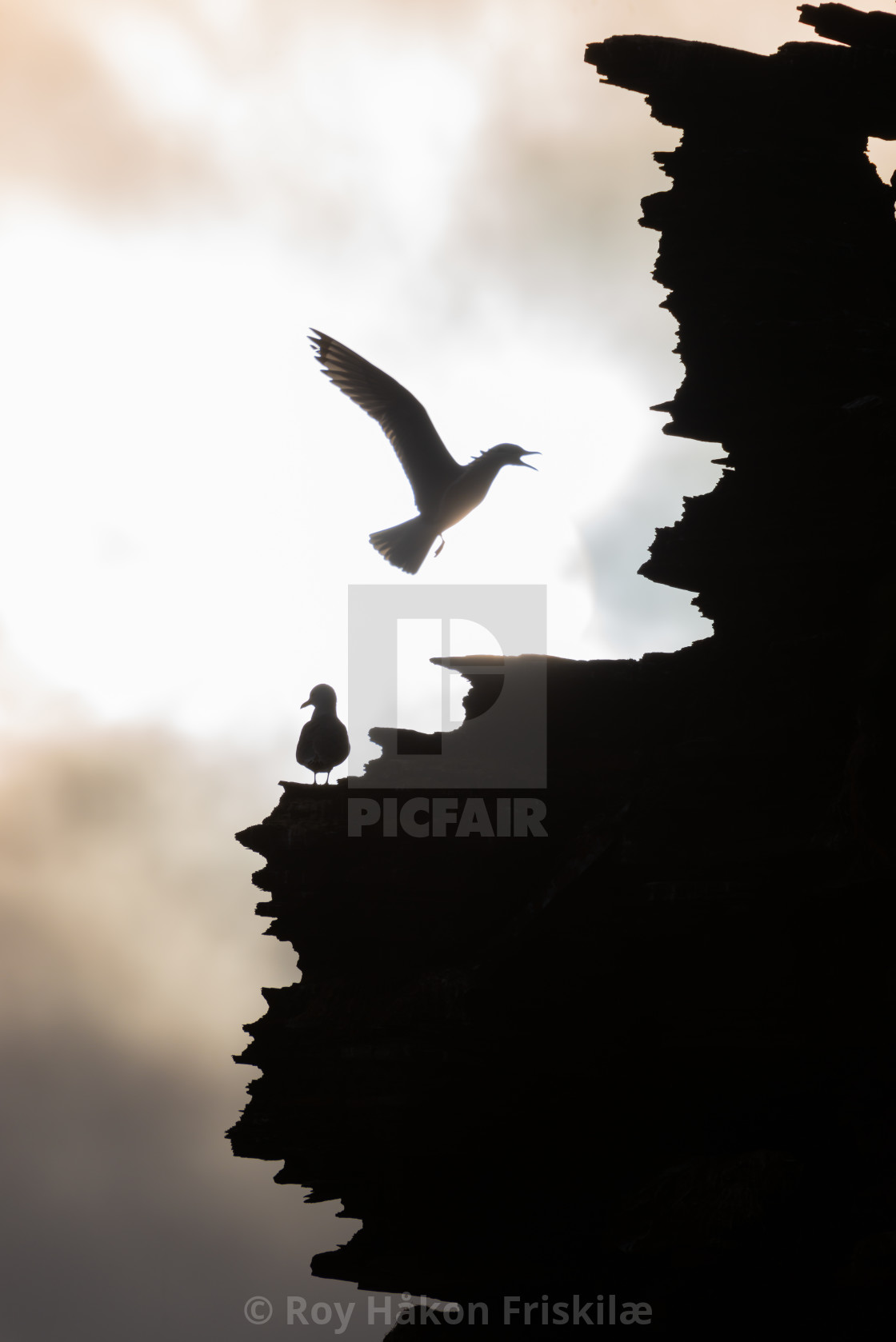 "Landing on the cliff" stock image