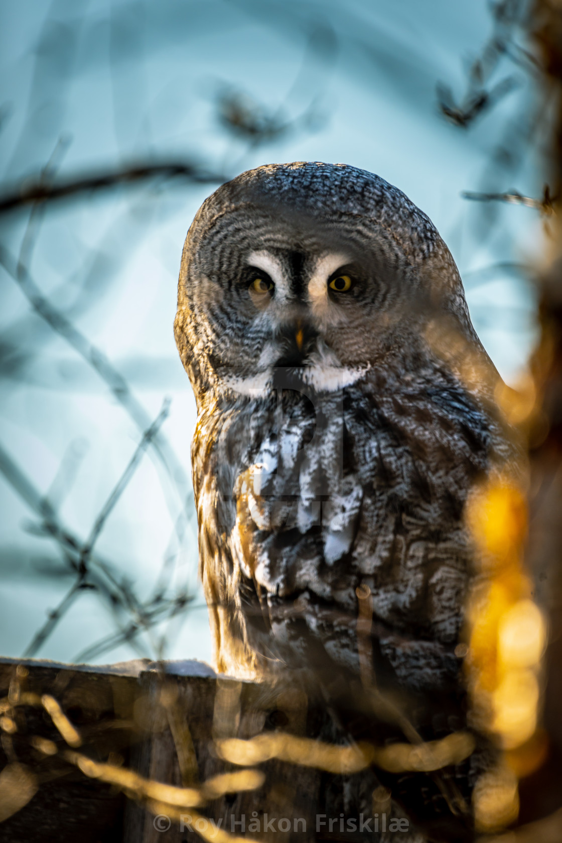 "The great grey owl" stock image