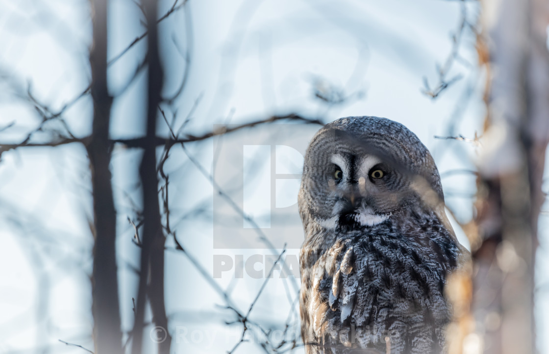 "Wonderful owl" stock image