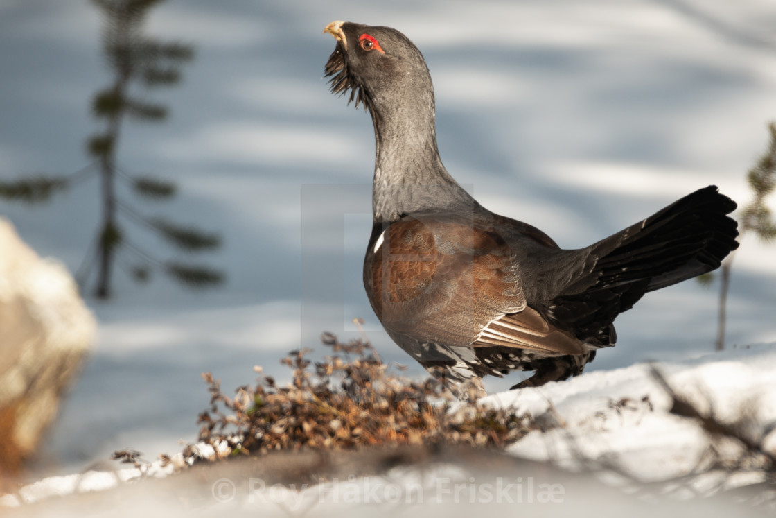 "Capercaillie" stock image