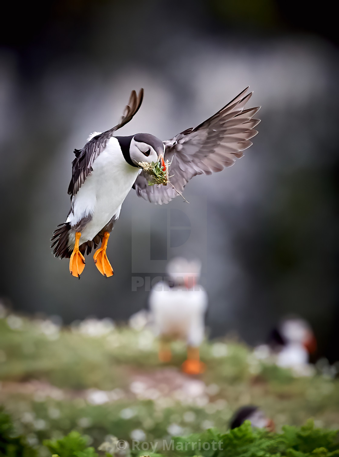 "Puffin" stock image