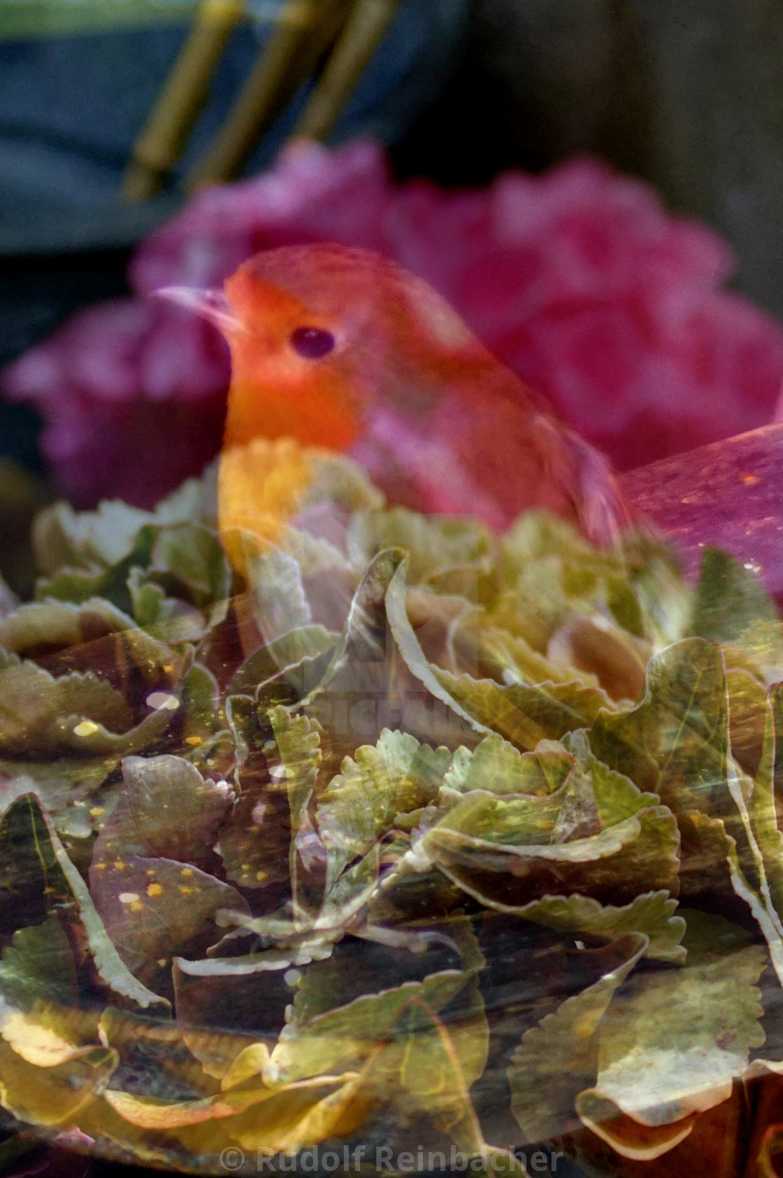 "Hydranger Robin" stock image