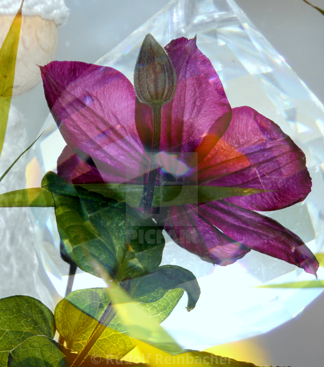 "Crystal-Clematis" stock image