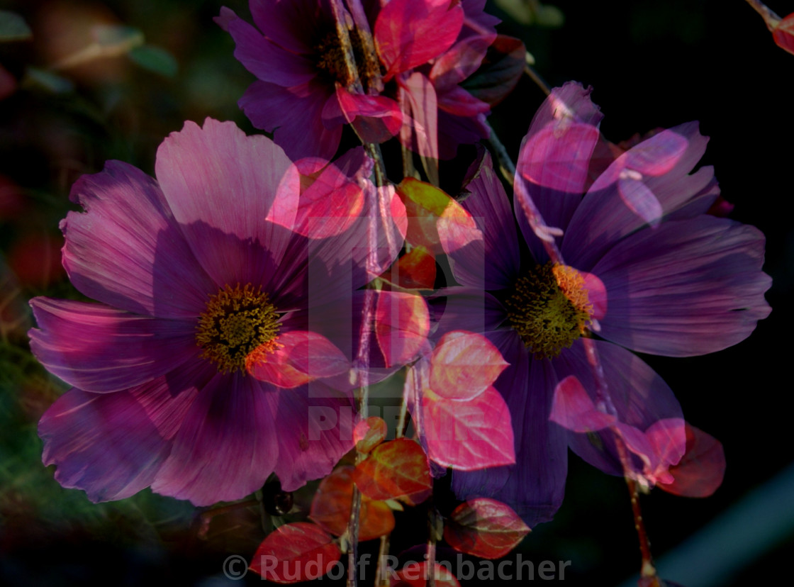 "Autumn purple, red & pink" stock image