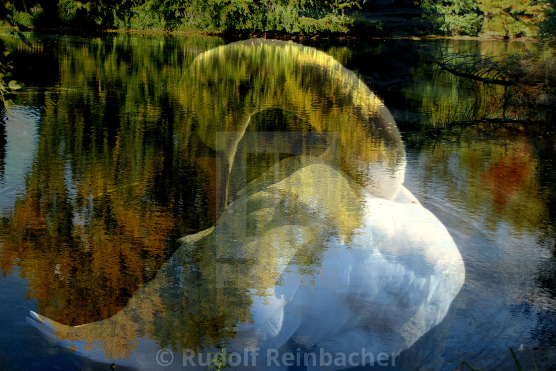 "Swan-lake" stock image