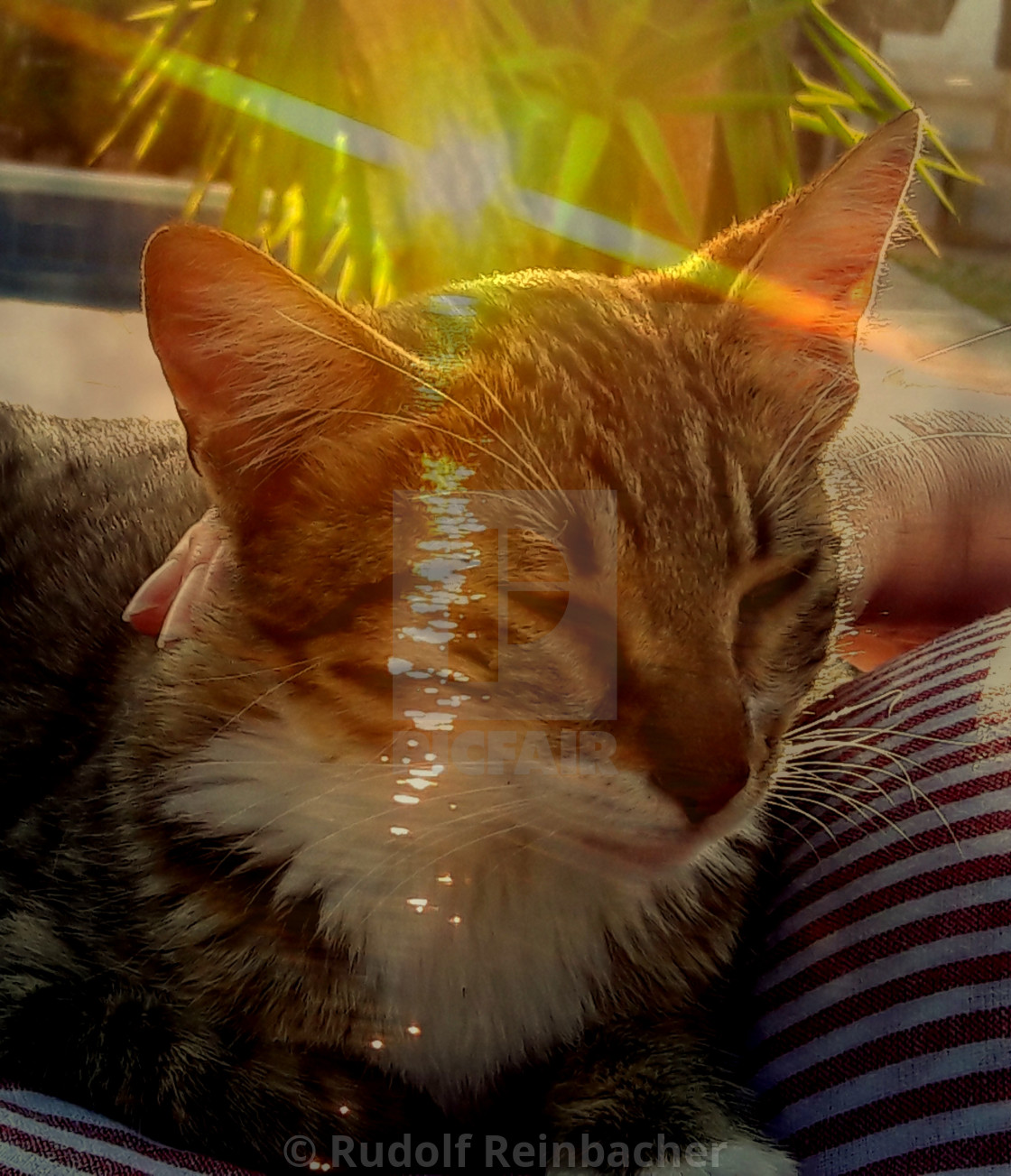 "Kitten sunset" stock image