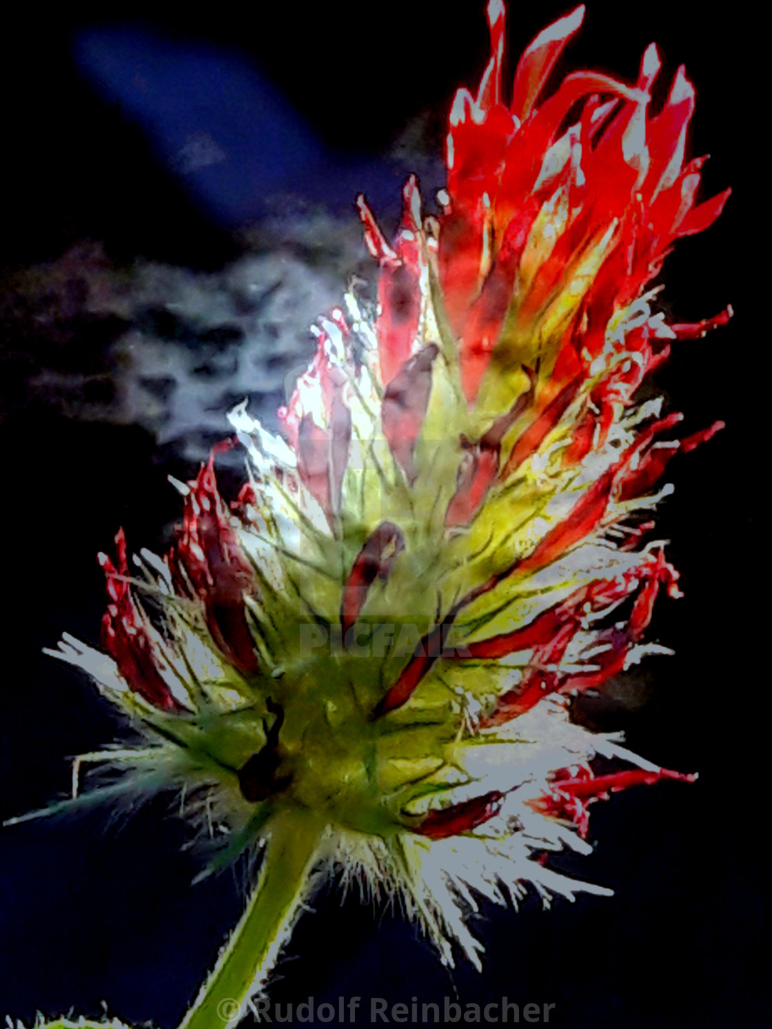 "Flowering clover in moonlight" stock image