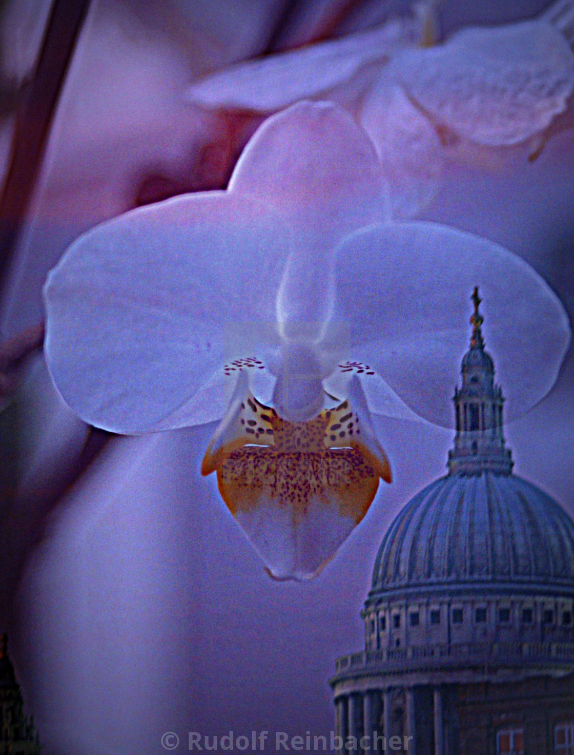 "St.Pauls orchid" stock image