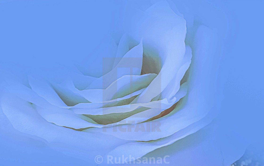 "White Rose" stock image