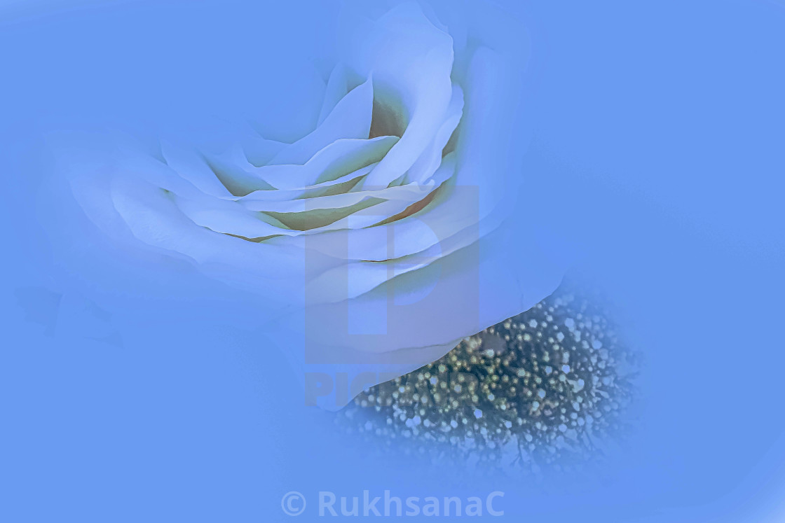 "A single White Rose" stock image