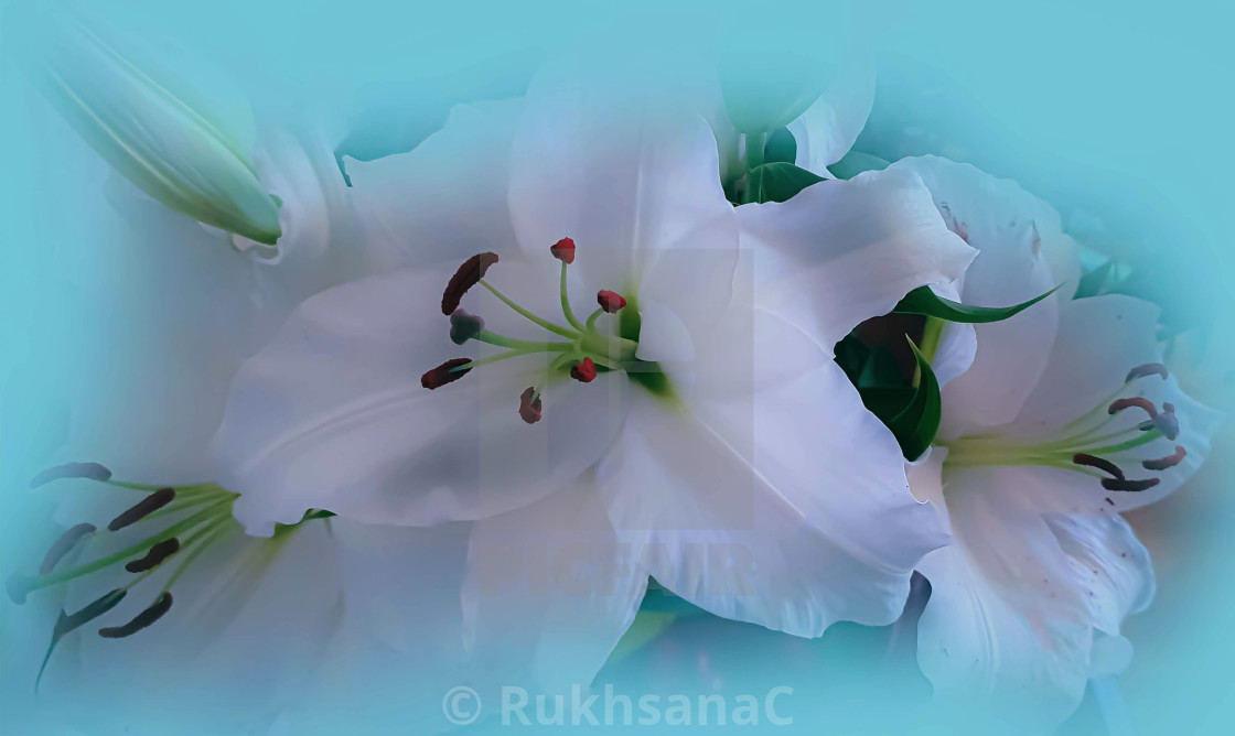 "Beautiful White Lilies" stock image