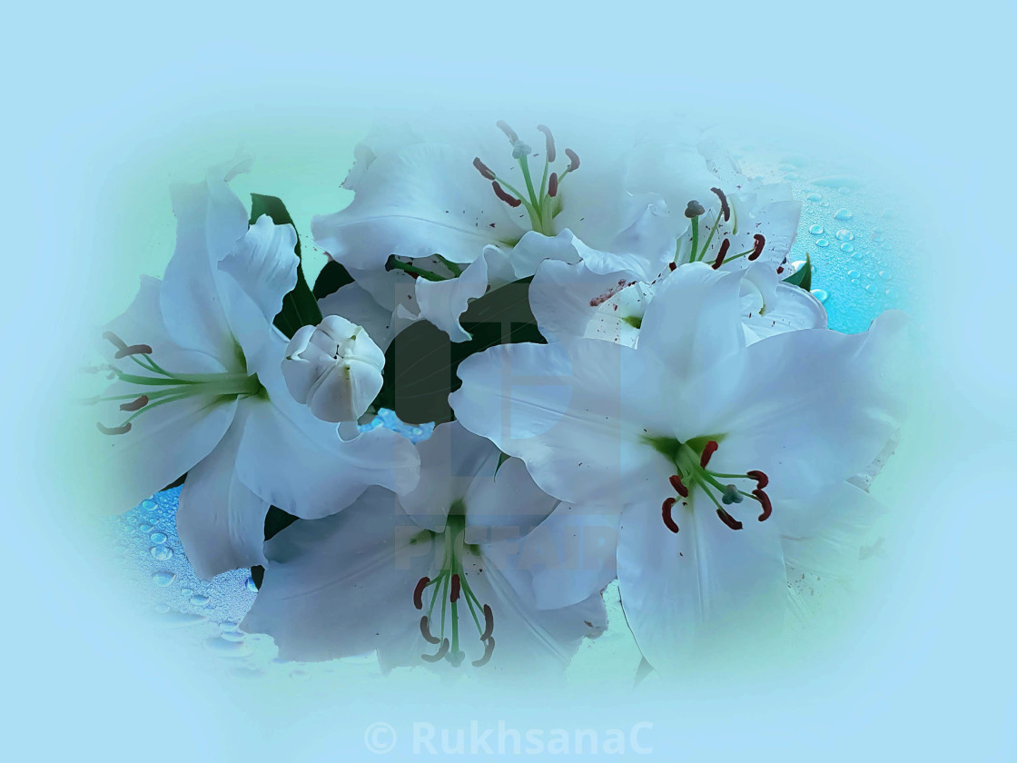 "White lilies" stock image