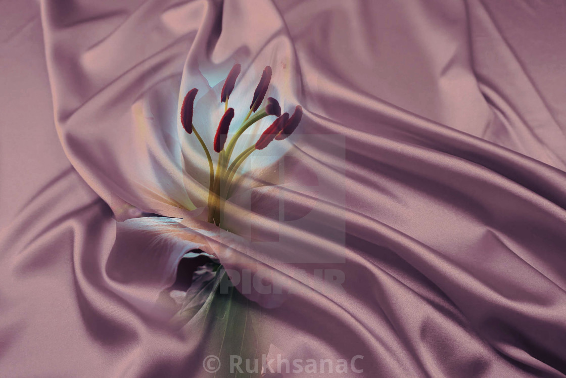 "Lily flowers on a silk background" stock image