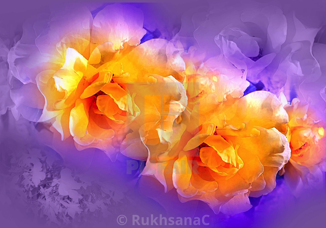 "Yellow Roses on a purple background" stock image