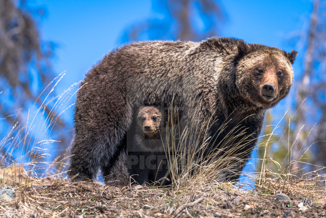 "Grizzly bears in the Mountains of Wyoming" stock image