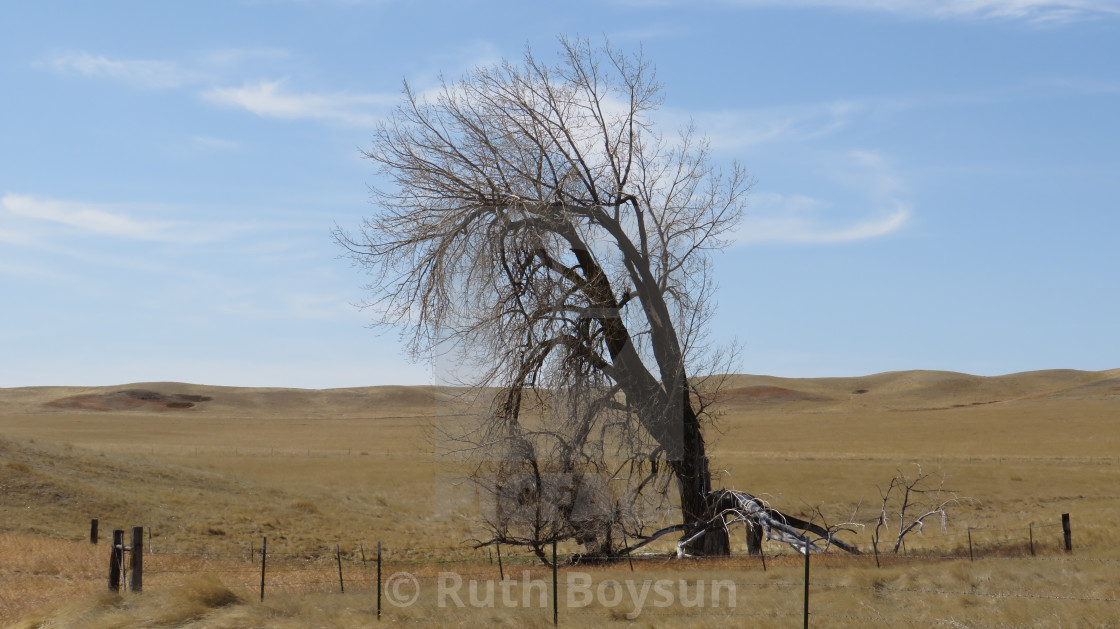 "Lone Tree" stock image