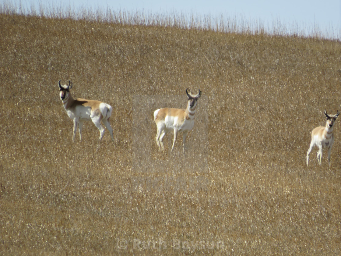 "Antelope" stock image