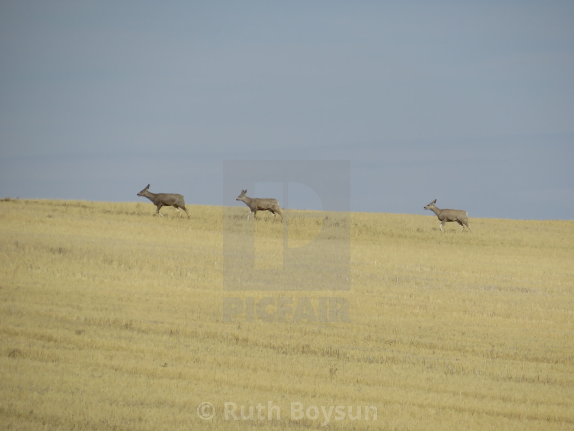 "Deer on the Plains" stock image