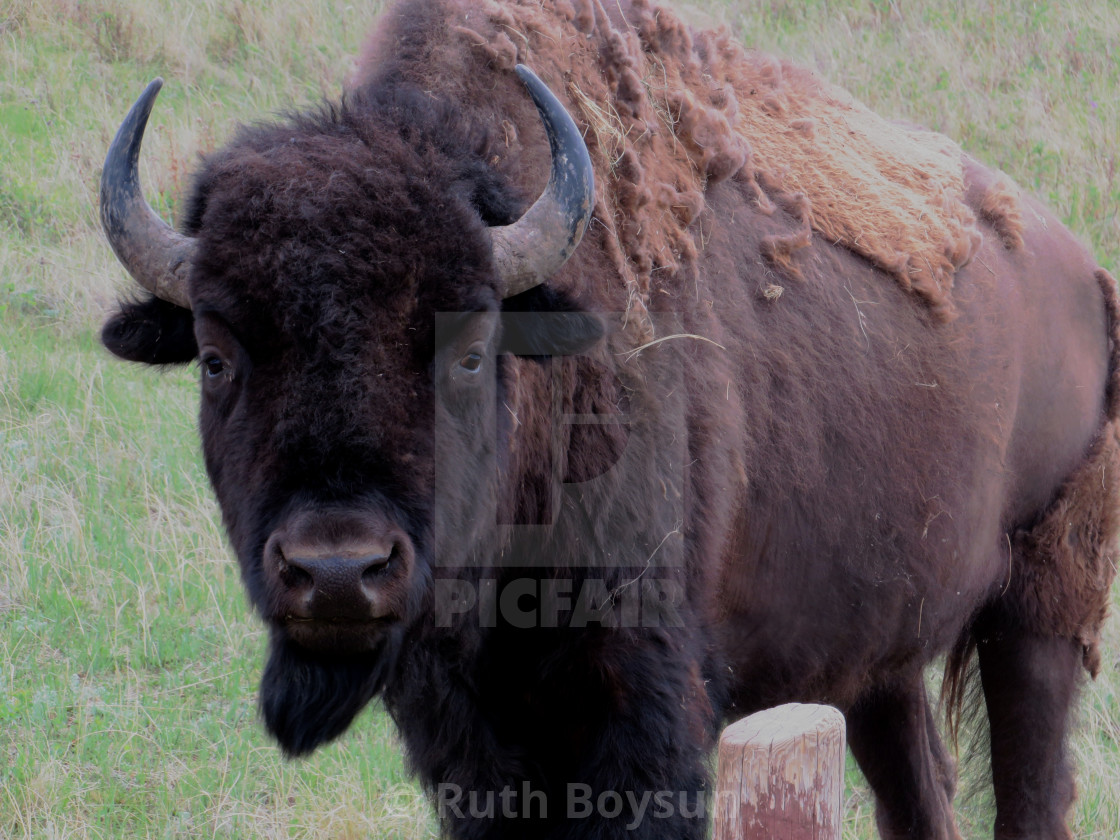 "Medora Buffalo" stock image