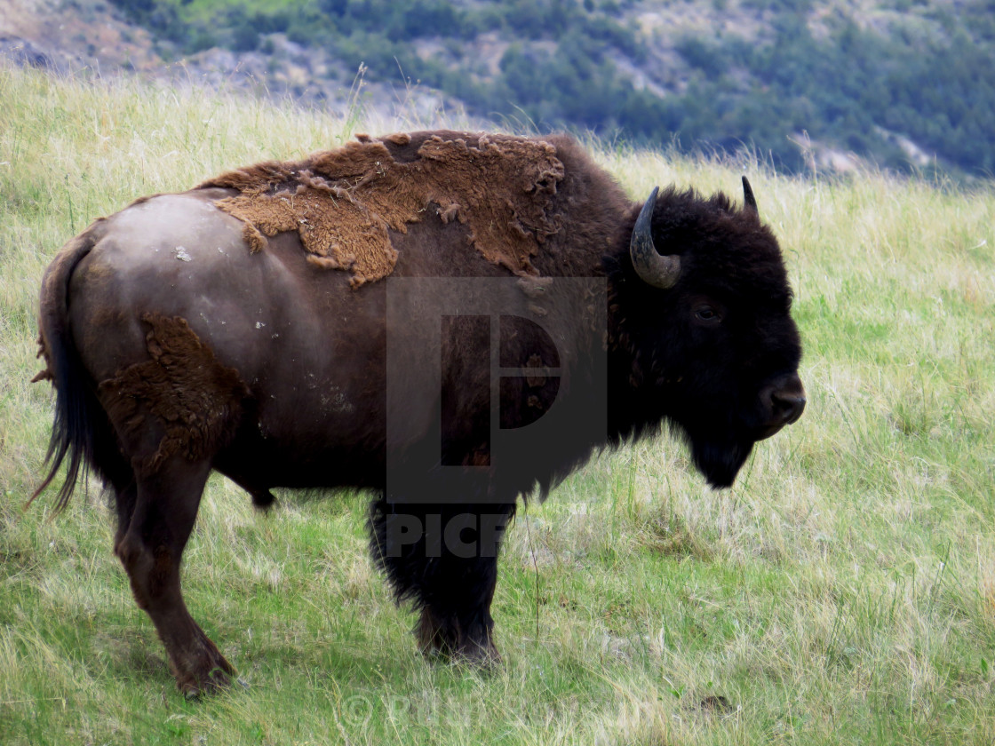 "Buffalo at Medora State Park" stock image