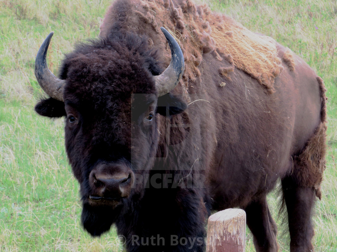 "Buffalo in Medora" stock image