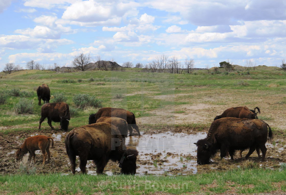 "Small Heard of Buffalo taking a drink" stock image