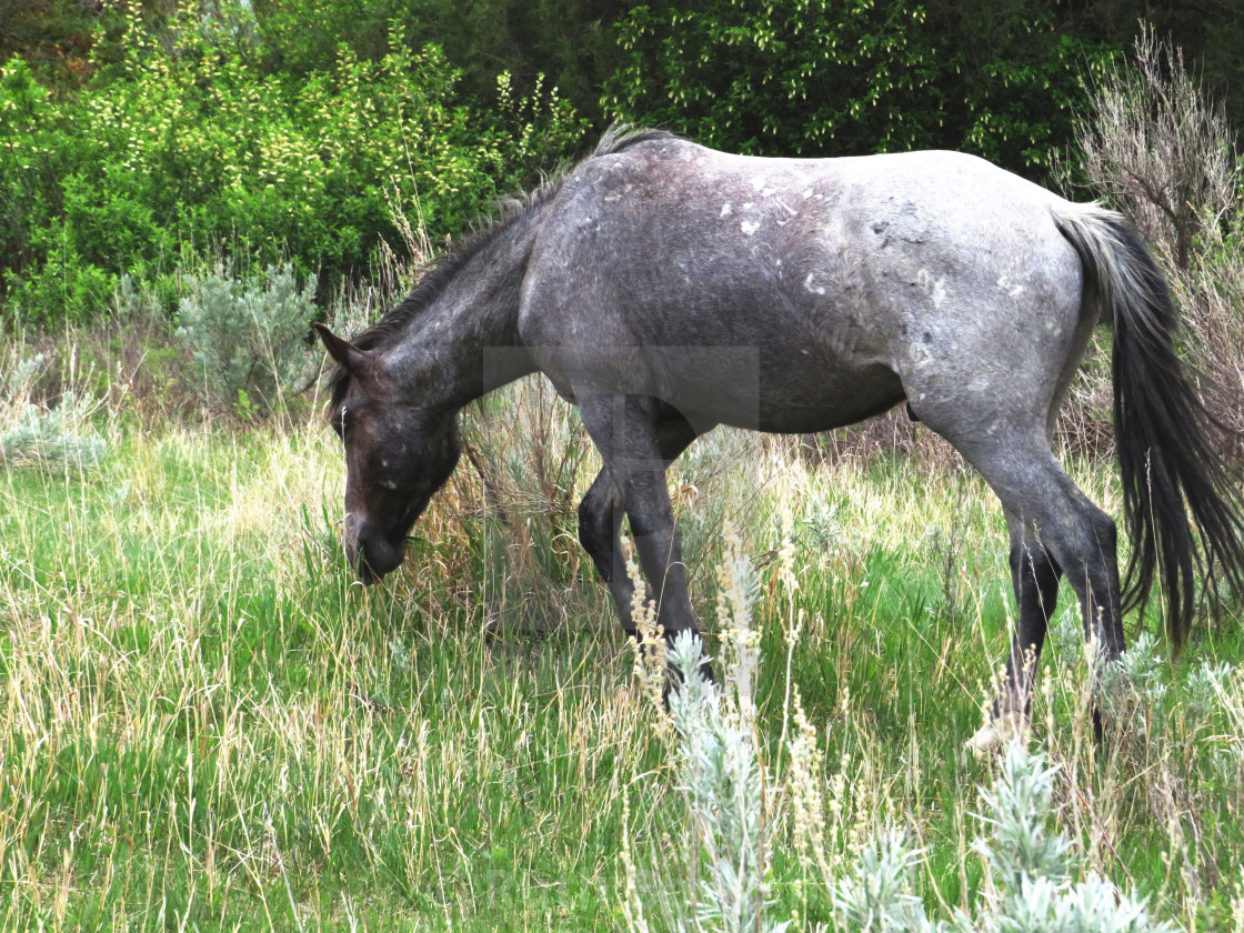 "A Beautiful Gray Horse at Medora" stock image