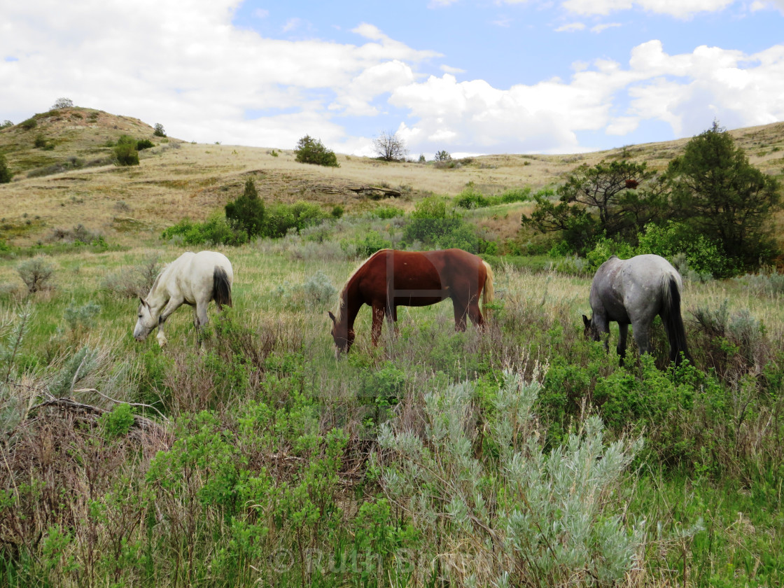 "Wild Horses at Medora" stock image